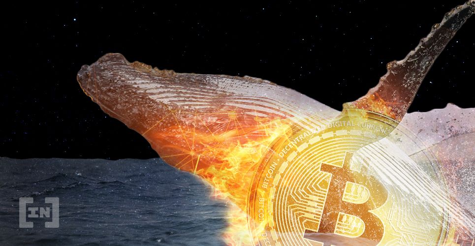 Las ballenas están haciendo un dump pero el hype por Bitcoin continua según CryptoQuant