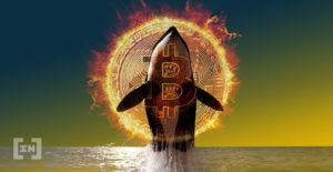 Ballena bitcoin 