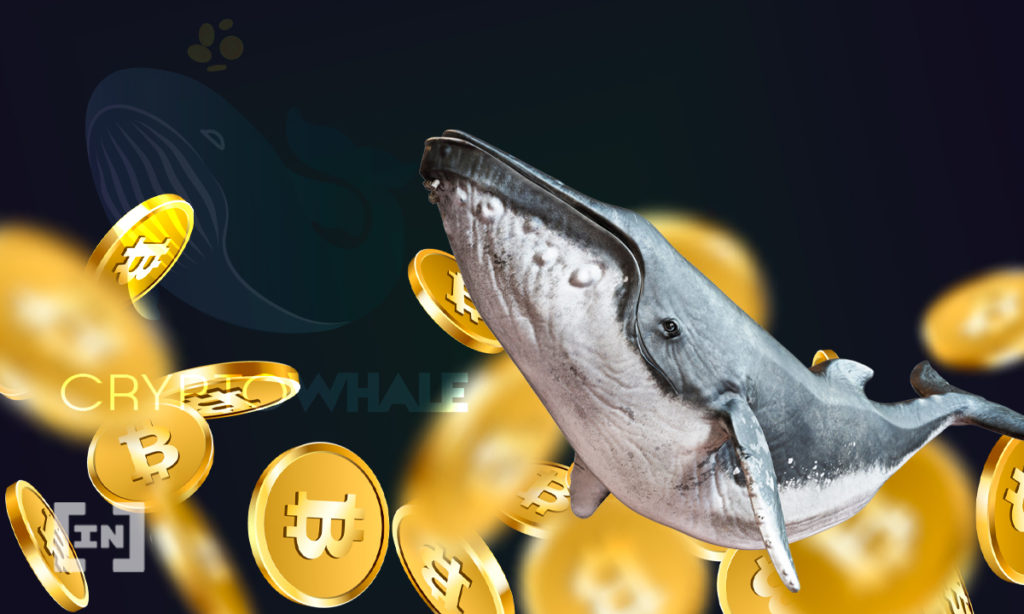 Cá voi bitcoin