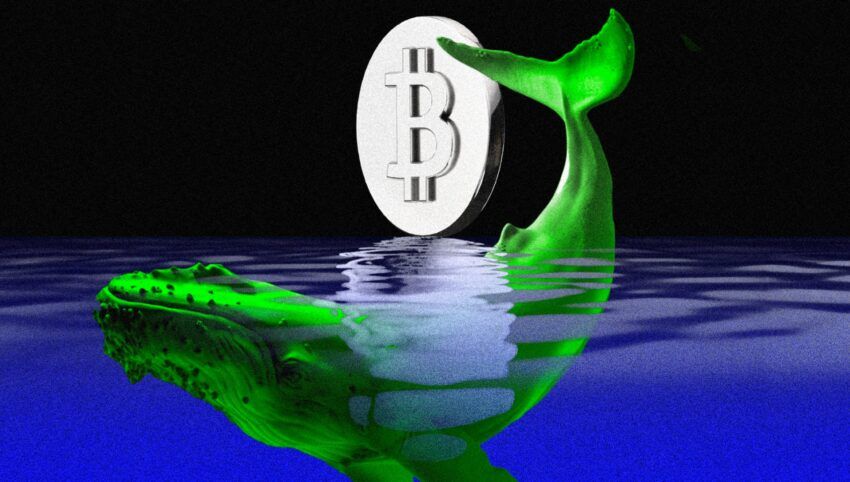 Las ballenas más grandes siguen acumulando Bitcoin (BTC)