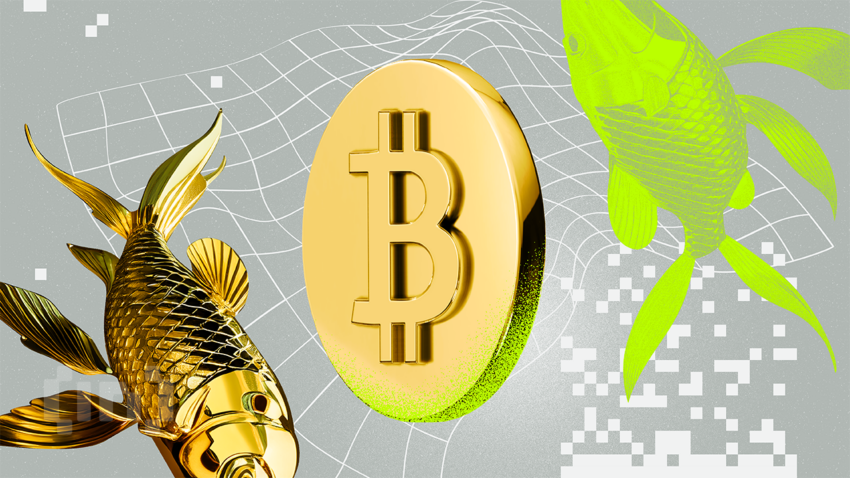 CEO de VanEck: Bitcoin podría alcanzar la mitad de la capitalización del oro en una década